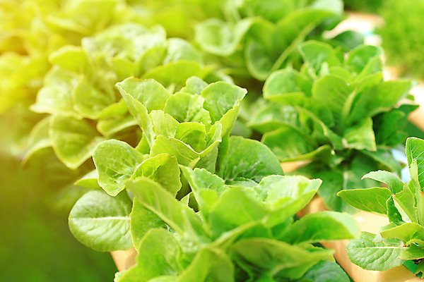 포토 JPG 해외이미지 나무 식물 음식 잎 농업 다이어트 채소 재료 자연 건강 사람없음 초록색 물 농장 환경 정원 샐러드 수확 성장 신선 시장 산호 상추 수분 먹기 무역 유기농 원예 날것 섬유 내추럴 밭일 온실 줄서기 채식주의자 로메인상추 해외202004 해외포토 자연요소 웰빙 산업 컬러 모션 취미 직물 자포동물 생태계 채식 파일형식 이미지허브