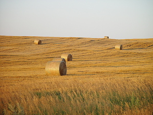 포토 JPG 해외이미지 주간 농업 하늘 그림자 풍경 사람없음 야외 농경지 짚더미 뭉치 줄서기 해외202004 해외포토 자연요소 산업 모션 농장 볏짚 파일형식 더미 이미지허브