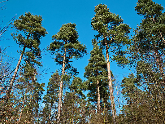 포토 JPG 해외이미지 나무 식물 공원 도로 길 줄기 백그라운드 낙엽 잎 자연 하늘 요정 이야기 풍경 사람없음 야외 초록색 여름 햇빛 걷기 환경 침묵 봄 활발 하이킹 성장 가을 나뭇가지 시골 황무지 고독 숲 신비 싱글 장면 지역 멀리 잡동사니 굴곡 해외202004 해외포토 계절 공공시설 감정 컬러 컨셉 교통시설 모션 레저 태양 소리 생태계 파일형식 이미지허브