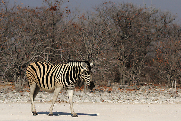 포토 JPG 해외이미지 동물 야생동물 포유류 아프리카 자연 털 서기 사람없음 검은색 줄무늬 흰색 사파리 얼룩말 나미비아 스텝 해외202004 해외포토 나라 컬러 무늬 모션 말_동물 생태계 남아프리카 파일형식 이미지허브