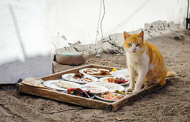 포토 JPG 해외이미지 동물 접시 길 음식 벽 거리 털 이집트 사람없음 빨간색 반려동물 고양이 행운 만족 잔치 욕심 노숙자 많음 해외202004 해외포토 식기 감정 컬러 컨셉 포유류 아프리카 파일형식 이미지허브