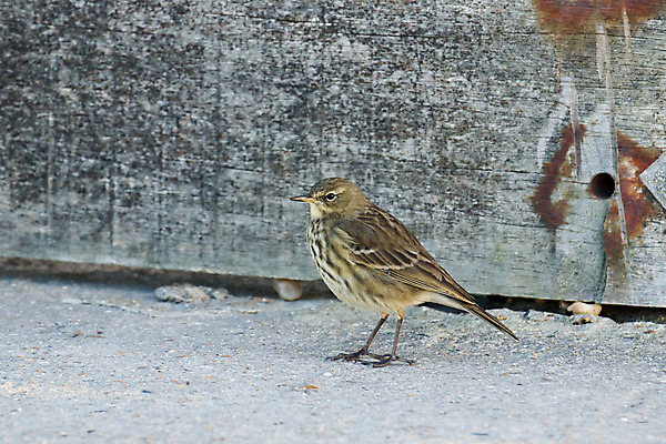 포토 JPG 해외이미지 야생동물 자연 조류 사람없음 해외202004 해외포토 동물 생태계 파일형식 이미지허브
