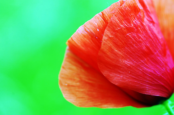 포토 JPG 해외이미지 식물 구름 디자인 꽃 종이 꽃무늬 밭 자연 하늘 표면 건강 미술 풍경 잔디 사람없음 장식 빨간색 초록색 파란색 갈색 일출 화목 활발 들꽃 수확 안개 골동품 벚꽃 신선 부식 질감 복고 페이지 양귀비 천국 그런지 방법 옛날 노화 해외202004 해외포토 자연요소 컬러 컨셉 무늬 농업 날씨 문화예술 노을 생태계 파일형식 이미지허브