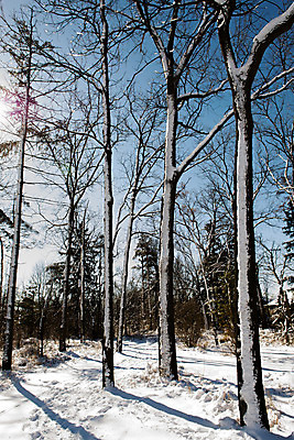 포토 JPG 해외이미지 나무 계절 공원 백그라운드 단풍 낙엽 겨울 자연 안테나 풍경 사람없음 야외 목재 냉동 추위 흰색 숲 서리 벌거벗은 해외202004 해외포토 식물 공공시설 컬러 잎 재료 통신 생태계 파일형식 이미지허브