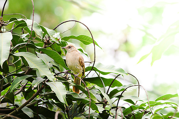 포토 JPG 해외이미지 나무 식물 동물 공원 아시아 야생동물 곤충 백그라운드 잎 과일 태국 자연 조류 휴식 건조 서기 사람없음 야외 초록색 갈색 노란색 정원 검은색 줄무늬 회색 흰색 나뭇가지 오픈 벌레 씻기 숲 작음 뿌리 내추럴 해외202004 해외포토 공공시설 나라 컬러 컨셉 무늬 모션 청결 크기 생태계 파일형식 이미지허브