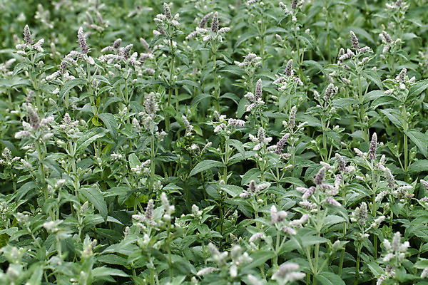 포토 JPG 해외이미지 식물 백그라운드 잎 자연 벽지 추상 따뜻함 사람없음 초록색 여름 빛 환경 정원 맑음 프랑스 나뭇가지 신선 민트 허브 묘사 유기농 리빙 정맥 내추럴 강렬 떠남 브랜디 해외202004 해외포토 나무 웰빙 계절 유럽 컬러 무늬 모션 날씨 생태계 혈관 파일형식 이미지허브