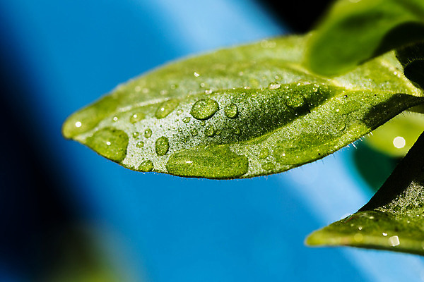 포토 JPG 해외이미지 식물 백그라운드 잎 자연 표면 아침 사람없음 초록색 물 파란색 빛 반사 환경 정원 봄 거품 젖음 추위 성장 물방울 신선 투명 액체 떨어짐 보호 이슬 빗방울 순수 질감 아로마 내추럴 그리너리 현실 해외202004 해외포토 주간 자연요소 계절 컬러 컨셉 비_날씨 생태계 파일형식 트랜드컬러 이미지허브