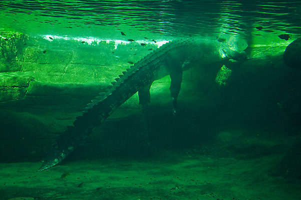 포토 JPG 해외이미지 동물 야생동물 파충류 자연 동물원 사람없음 물 입 위험 육식동물 악어 사냥꾼 해외202004 해외포토 자연요소 직업 컨셉 신체부위 생태계 파일형식 이미지허브