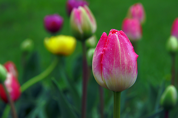 포토 JPG 해외이미지 식물 꽃잎 꽃 야생동물 자연 사람없음 초록색 물 컬러풀 노란색 봄 튤립 폴란드 해외202004 해외포토 자연요소 동물 계절 유럽 컬러 생태계 파일형식 이미지허브