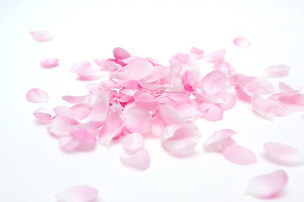 포토 JPG 해외이미지 식물 디자인 꽃잎 꽃 분홍색 결혼 백그라운드 꽃무늬 패턴 자연 프레임 발렌타인데이 선물 사랑 사람없음 가로 빨간색 물 장미 벚꽃 흰색 신선 신용카드 생일 모서리 닫기 냄새 엽서 아로마 부드러움 고립 특별함 스타일 해외202004 해외포토 자연요소 기념일 감정 컬러 컨셉 무늬 모션 데이이벤트 이벤트 금융 감각 편지 생태계 파일형식 이미지허브