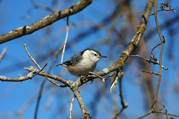 포토 JPG 해외이미지 나무 동물 공원 야생동물 캐나다 날개 자연 조류 씨앗 앉기 사람없음 야외 옆모습 검은색 회색 흰색 나뭇가지 관찰 닫기 잡지 숲 작음 깃털 묘사 부리 나무껍질 동물상 앨버타 해외202004 해외포토 식물 공공시설 뷰포인트 컬러 북아메리카 모션 간행물 조형물 껍질 크기 생태계 파일형식 이미지허브