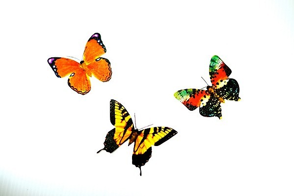 포토 JPG 해외이미지 모델 종이 나비 곤충 미술 사람없음 장식 컬러풀 숫자 자르기 그림 해외202004 해외포토 동물 문자 컬러 모션 문화예술 파일형식 이미지허브