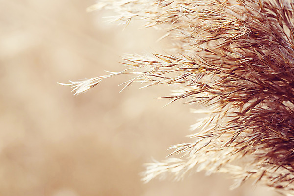 포토 JPG 해외이미지 식물 계절 호수 백그라운드 자연 지팡이 바람 건조 갈대 풍경 사람없음 야외 갈색 노란색 환경 봄 탐험 가을 시골 연못 칼날 황무지 황금 닫기 습지 큼 질감 내추럴 깊이 해외202004 해외포토 자연요소 컬러 모션 날씨 크기 생태계 파일형식 이미지허브