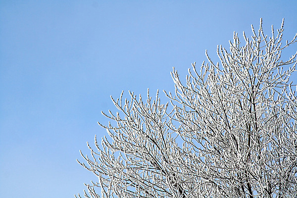 포토 JPG 해외이미지 나무 계절 백그라운드 겨울 하늘 프레임 사람없음 가로 얼음 흰색 나뭇가지 소나무 눈송이 서리 상록수 반투명 많음 카피스페이스 해외202004 해외포토 자연요소 식물 컬러 컨셉 눈_날씨 공백 파일형식 이미지허브