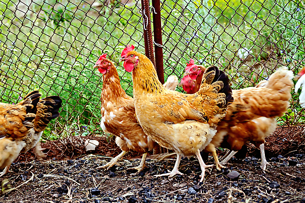 포토 JPG 해외이미지 동물 농업 자연 조류 사람없음 야외 가로 빨간색 초록색 여름 농장 갈색 금속 치킨 가축 시골 그룹 먹이 깃털 부리 장면 전경 해외202004 해외포토 계절 산업 컬러 재질 풍경 생태계 닭고기요리 파일형식 탑뷰 이미지허브