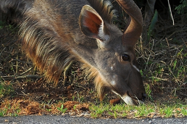 포토 JPG 해외이미지 나무 식물 동물 공원 남자 야생동물 포유류 아프리카 자연 초식동물 뿔 나선형 사람없음 점프 줄무늬 게임 큼 스웨터 사파리 귀 영양 갈기 웅장함 해외202004 해외포토 공공시설 나라 상의 무늬 모션 놀이 사람 신체부위 크기 생태계 파일형식 이미지허브