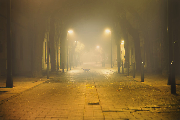 포토 JPG 해외이미지 나무 동물 공원 도로 길 지구 여행 백그라운드 겨울 가로등 건축양식 자연 날씨 풍경 사람없음 야외 빛 노란색 고양이 어둠 촉촉함 안개 가을 나뭇가지 도시 역 야간 신비 복고 광장 장면 공상 타운 미신 옛날 해외202004 해외포토 자연요소 식물 계절 공공시설 건축 컬러 컨셉 포유류 교통시설 반려동물 젖음 생태계 파일형식 이미지허브