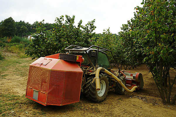 포토 JPG 해외이미지 나무 식물 길 음식 밭 농업 채소 과일 재료 자연 건강 사람없음 야외 초록색 농장 이탈리아 견과류 시골 맛 땅 유기농 산기슭 내추럴 개암나무 채식주의자 헤이즐넛 개암 비건 해외202004 해외포토 웰빙 열매 유럽 산업 컬러 컨셉 산 생태계 채식 파일형식 이미지허브