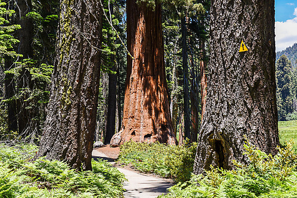 포토 JPG 해외이미지 나무 식물 공원 길 자국 자연 표시 국립공원 사람없음 야외 목재 초록색 여름 미국 나뭇가지 숲 캘리포니아 나무껍질 침엽수 거인 내추럴 양치류 옛날 전국 해외202004 해외포토 계절 공공시설 컬러 북아메리카 재료 껍질 생태계 파일형식 이미지허브