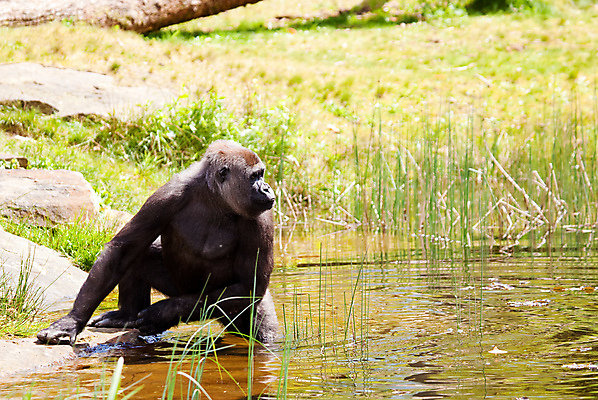 포토 JPG 해외이미지 동물 야생동물 자연 동물원 사람없음 물 원숭이 유인원 고릴라 해외202004 해외포토 자연요소 포유류 생태계 파일형식 이미지허브
