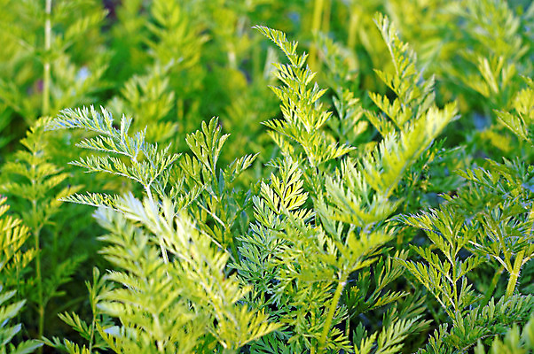 포토 JPG 해외이미지 식물 계절 지구 음식 백그라운드 잎 밭 농업 다이어트 채소 재료 자연 건강 사람없음 야외 초록색 여름 농작물 농장 농경지 정원 당근 수확 성장 시골 신선 농부 땅 먹기 유기농 원예 생물학 날것 뿌리 내추럴 밭일 그리너리 세련 비건 해외202004 해외포토 직업 웰빙 교육 산업 컬러 모션 뿌리채소 취미 생태계 채식주의자 파일형식 트랜드컬러 이미지허브