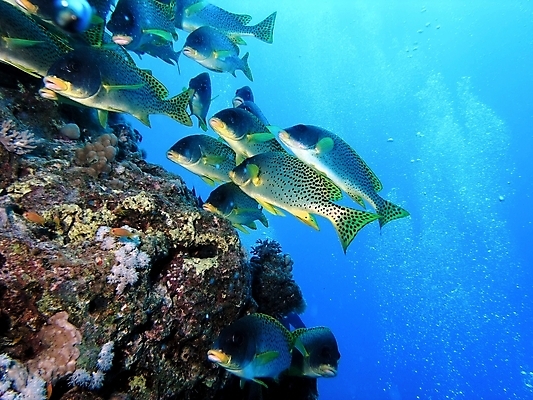 포토 JPG 해외이미지 식물 동물 야생동물 자연 표면 어류 사람없음 물 반사 수중 투명 스노클링 산호 잠수부 다이빙 암초 동물상 해외202004 해외포토 자연요소 조형물 수영 수중동물 수상스포츠 자포동물 전문직 생태계 수중스포츠 파일형식 이미지허브