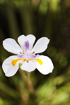포토 JPG 해외이미지 식물 꽃잎 여행 백그라운드 잎 아프리카 자연 사람없음 빨간색 햇빛 봄 성장 흰색 신선 난초 관목 묘사 이국적 해외202004 해외포토 나무 계절 꽃 나라 컬러 태양 생태계 파일형식 이미지허브