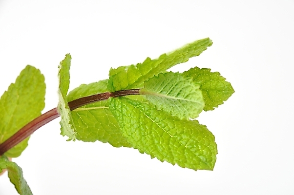 포토 JPG 해외이미지 식물 음식 잎 요리 사람없음 초록색 파란색 고명 시원함 민트 허브 향신료 향료 향 해외202004 해외포토 컬러 향기 냄새 향미료 파일형식 이미지허브