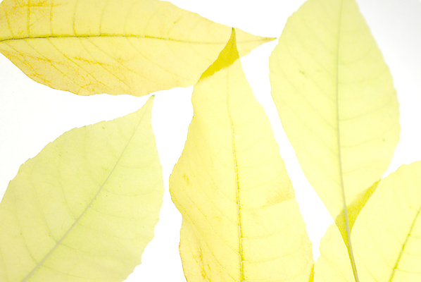 포토 JPG 해외이미지 식물 디자인 계절 백그라운드 잎 패턴 오렌지 자연 벽지 건조 사람없음 장식 가로 초록색 여름 노란색 스크린 활발 가을 흰색 비교 그룹 변화 황금 떨어짐 숲 큼 11월 수집 배열 오브젝트 질감 추수감사절 10월 고립 엘리먼트 옛날 해외202004 해외포토 기독교 컬러 컨셉 무늬 과일 날짜 크기 생태계 파일형식 이미지허브