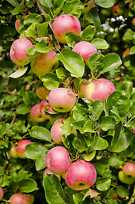 포토 JPG 해외이미지 나무 식물 계절 음식 백그라운드 잎 농업 과일 자연 건강 사람없음 빨간색 초록색 여름 농장 정원 가을 나뭇가지 시골 신선 사과 먹기 유기농 원예 생물학 내추럴 밭일 해외202004 해외포토 웰빙 교육 산업 컬러 모션 취미 생태계 파일형식 이미지허브