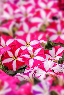 포토 JPG 해외이미지 식물 계절 꽃잎 꽃 분홍색 꽃다발 백그라운드 잎 꽃무늬 자연 매달리기 사람없음 야외 장식 빨간색 초록색 여름 컬러풀 바구니 환경 정원 보라색 봄 활발 성장 벚꽃 흰색 신선 개화 제비꽃 원예 화단 색동 내추럴 피튜니아 해외202004 해외포토 컬러 컨셉 무늬 모션 취미 생태계 파일형식 이미지허브