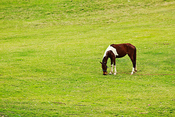 포토 JPG 해외이미지 동물 밭 포유류 자연 사람없음 야외 초록색 농장 평화 환경 검은색 승마 민들레 조랑말 기르기 해외202004 해외포토 꽃 스포츠 컬러 컨셉 농업 말_동물 생태계 돌봄 파일형식 이미지허브