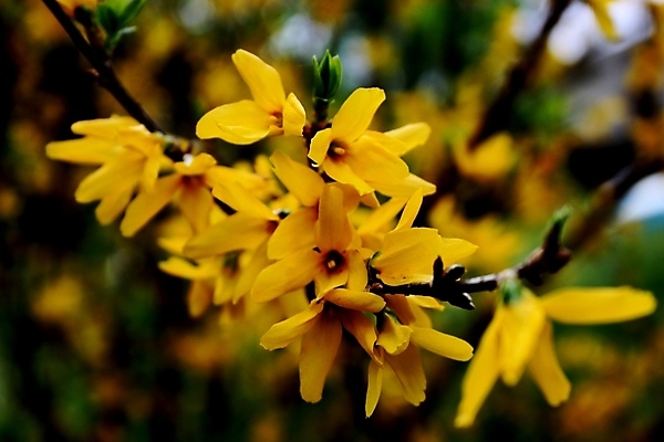 포토 JPG 해외이미지 식물 꽃잎 꽃 백그라운드 밭 자연 새로움 사람없음 초록색 컬러풀 노란색 정원 봄 이탈리아 종 개화 닫기 수분 꽃가루 내추럴 강렬 해외202004 해외포토 계절 유럽 컬러 컨셉 농업 모션 가루 생태계 파일형식 이미지허브