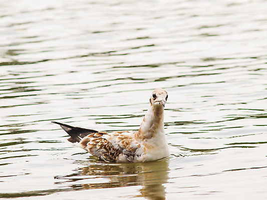 포토 JPG 해외이미지 동물 1 바다 백그라운드 자연 갈매기 조류 표면 앉기 사람없음 가로 물 파란색 태양 반사 갈색 평화 맑음 봄 젖음 자유 흰색 우아함 깃털 싱글 물새 내추럴 혼자 해외202004 해외포토 자연요소 계절 컬러 컨셉 모션 날씨 생태계 파일형식 이미지허브