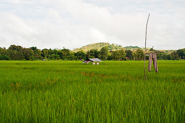 포토 JPG 해외이미지 식물 지구 음식 줄기 백그라운드 잎 태국 자연 밥 사람없음 초록색 농작물 농장 농경지 환경 수확 칼날 오두막 낟알 시리얼 먹기 유기농 시골집 원예 알맹이 먼지 최초 논밭 밭일 숙성 판잣집 해외202004 해외포토 웰빙 아시아 컬러 밭 농업 모션 주택 논 취미 생태계 파일형식 이미지허브