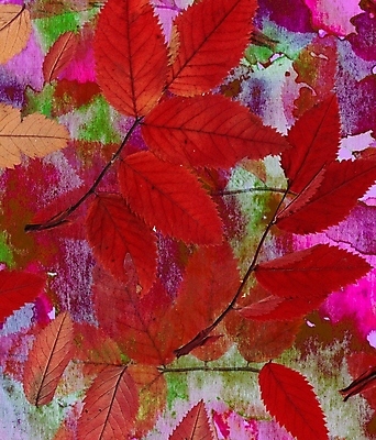 포토 JPG 해외이미지 디자인 꽃 분홍색 백그라운드 잎 꽃무늬 자연 추상 수채화 건조 미술 사람없음 그래픽 장식 책 빨간색 초록색 보라색 축제 페인트 가을 큼 그림 질감 공상 내추럴 섞기 엘리먼트 짜기 핸드메이드 스타일 효과 해외202004 해외포토 식물 계절 컬러 무늬 모션 문화예술 크기 생태계 파일형식 이미지허브