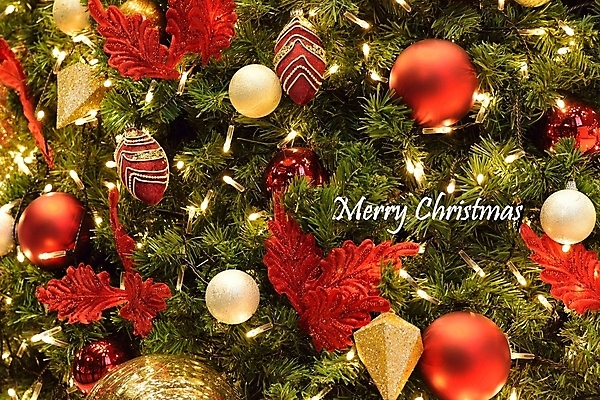 포토 JPG 해외이미지 나무 행복 리본 문화 여행 백그라운드 크리스마스 겨울 패턴 공 유리 휴가 새로움 선물 사람없음 장식 가로 빨간색 초록색 빛 노란색 나뭇가지 축하 도시 뜨거움 황금 우아함 12월 심볼 오브젝트 활 싱글 장면 전나무 내추럴 광 여의주 현상 해외202004 해외포토 식물 계절 기념일 감정 컬러 컨셉 무늬 재질 날짜 파일형식 이미지허브