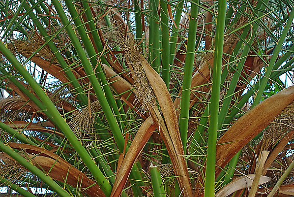 포토 JPG 해외이미지 나무 식물 꽃 섬 여행 백그라운드 잎 과일 자연 하늘 휴가 열대 항해 손바닥 사람없음 야외 초록색 컬러풀 노란색 머리 여행객 정원 꿈 벚꽃 개화 큼 코코넛 남쪽 내추럴 식용 파라다이스 해외202004 해외포토 손 컬러 배_교통 사람 신체부위 크기 방향 생태계 파일형식 이미지허브