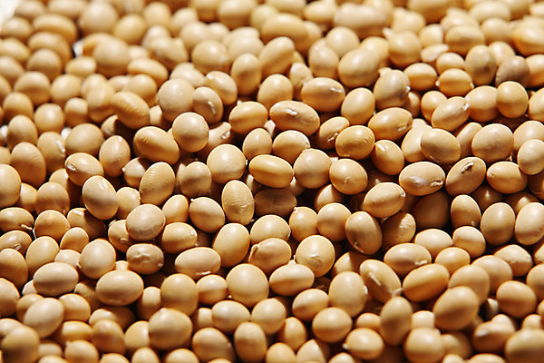 포토 JPG 해외이미지 식물 아시아 음식 백그라운드 채소 재료 콩 건강 씨앗 사람없음 노란색 흰색 선택 오브젝트 유기농 두부 섬유 흙더미 내추럴 고립 단백질 대두 유전 채식주의자 해외202004 해외포토 웰빙 나라 컬러 컨셉 곡류 흙 직물 채식 영양소 파일형식 더미 이미지허브