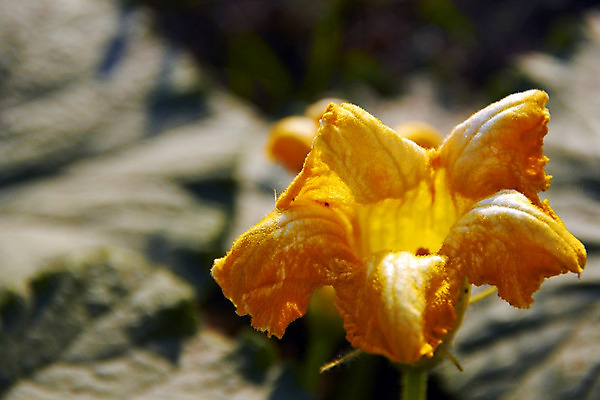포토 JPG 해외이미지 식물 라이프스타일 꽃잎 꽃 음식 잎 밭 농업 채소 재료 자연 오이 건강 사람없음 초록색 농작물 노란색 환경 정원 성장 신선 먹기 싱글 유기농 꽃수술 온실 채식주의자 세련 해외202004 해외포토 웰빙 산업 컬러 모션 생활 생태계 채식 파일형식 이미지허브