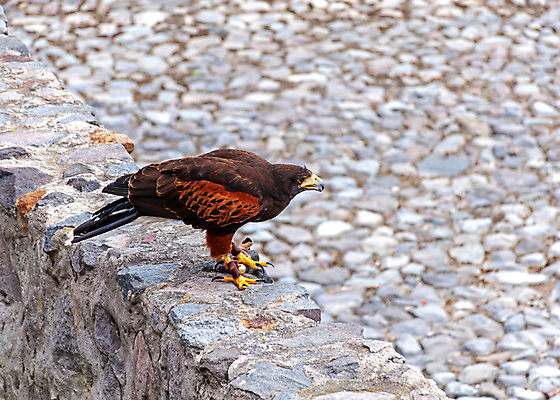 포토 JPG 해외이미지 동물 야생동물 발 자연 조류 생물 종류 사람없음 갈색 노란색 머리 자신감 행운 남아메리카 황금 큼 신비 심볼 깃털 즐거움 리더 사냥 부리 독수리 에콰도르 사냥꾼 내추럴 감탄 포식 항해사 해외202004 해외포토 직업 감정 컬러 컨셉 아메리카 신체부위 크기 생태계 파일형식 이미지허브