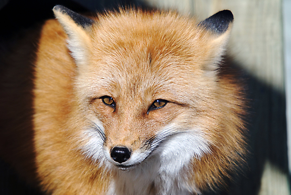 포토 JPG 해외이미지 동물 야생동물 포유류 털 사람없음 빨간색 개 여우 육식동물 송곳니 해외202004 해외포토 컬러 치아 파일형식 이미지허브