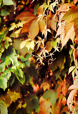 포토 JPG 해외이미지 식물 계절 공원 꽃 백그라운드 잎 자연 사람없음 빨간색 여름 컬러풀 갈색 노란색 정원 화환 수확 가을 시골 원예 복고 내추럴 옛날 해외202004 해외포토 공공시설 컬러 농업 취미 생태계 파일형식 이미지허브