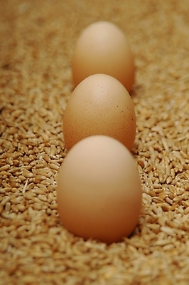 포토 JPG 해외이미지 동물 디자인 음식 백그라운드 자연 부활절 건강 선물 사람없음 장식 빛 농장 노란색 주방 계란 봄 껍질 신선 닫기 맛 아침식사 먹기 심볼 만족 만들기 노른자 해외202004 해외포토 계절 기념일 감정 컬러 컨셉 농업 모션 알 식사 생태계 파일형식 이미지허브