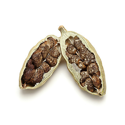 포토 JPG 해외이미지 사람없음 초록색 조미료 인도인 허브 향신료 유기농 고립 꼬투리 해외202004 해외포토 외국인 식물 웰빙 컬러 동양인 향미료 파일형식 이미지허브