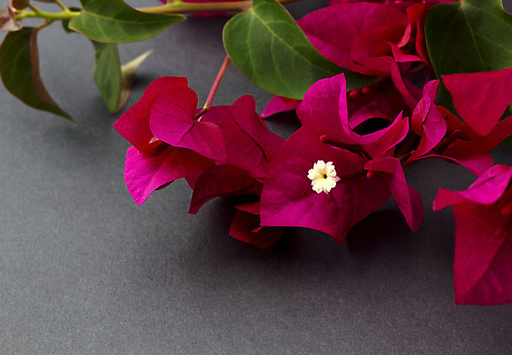 포토 JPG 해외이미지 식물 계절 꽃 분홍색 백그라운드 잎 꽃무늬 자연 사람없음 장식 빨간색 초록색 여름 봄 회색 벚꽃 흰색 신선 우아함 심플 포도나무 내추럴 카피스페이스 해외202004 해외포토 컬러 컨셉 무늬 공백 과일나무 생태계 파일형식 이미지허브