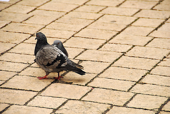 포토 JPG 해외이미지 2 겨울 사랑 사람없음 폴란드 크라쿠프 많음 해외202004 해외포토 계절 감정 유럽 컨셉 파일형식 이미지허브