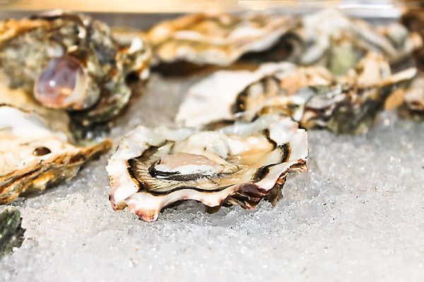 포토 JPG 해외이미지 접시 음식 바다 백그라운드 다이어트 재료 낚시 조개 연체동물 건강 어류 요리 사람없음 장식 빛 주방 식당 얼음 식사 저녁식사 추위 껍질 굴 흰색 신선 오픈 고급 맛 먹기 해산물 준비 날것 점심식사 생식 식품점 해외202004 해외포토 자연요소 식기 컬러 컨셉 모션 레저 어패류 무척추동물 상점 수중동물 파일형식 이미지허브