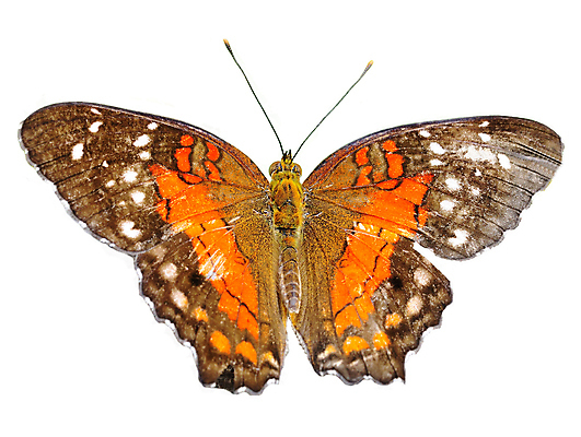 포토 JPG 해외이미지 동물 길 나비 곤충 백그라운드 절지류 날개 오렌지 자연 휴식 안테나 앉기 사람없음 야외 초록색 여름 파란색 빛 컬러풀 갈색 정원 검은색 봄 회색 흰색 뜨거움 벌레 숲 작음 큼 묘사 싱글 생물학 나방 내추럴 고립 해외202004 해외포토 계절 교육 컬러 컨셉 과일 통신 모션 크기 생태계 파일형식 이미지허브