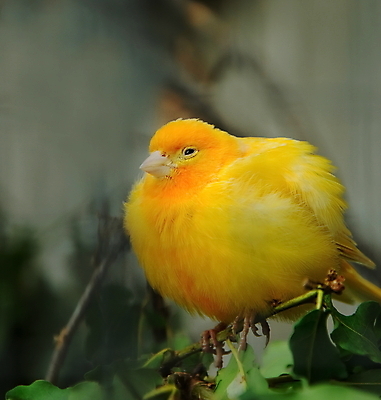포토 JPG 해외이미지 나무 동물 척추동물 야생동물 오렌지 자연 조류 종류 앉기 사람없음 컬러풀 노란색 정원 나뭇가지 황무지 작음 깃털 부리 새장 동물상 해외202004 해외포토 식물 컬러 과일 모션 조형물 크기 생태계 케이지 파일형식 이미지허브